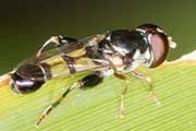 Hover Fly (Melanostoma sp) (Melanostoma sp)